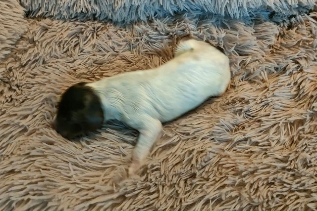 Spieler 1