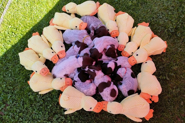Enten