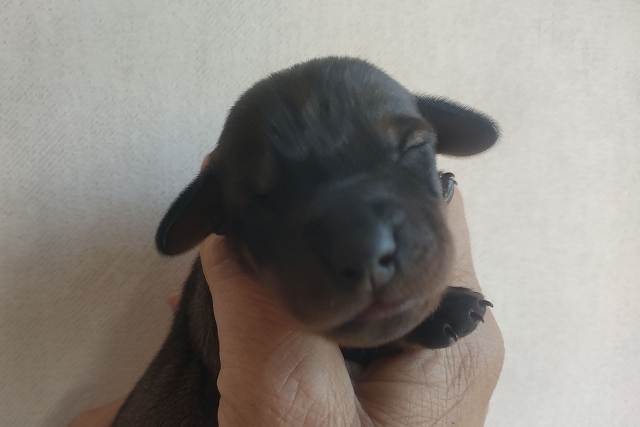 Hilde