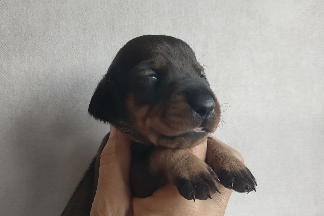 Hilde