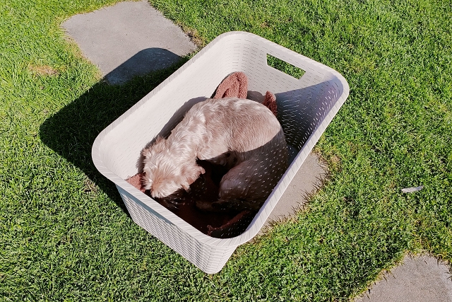 Dackeltaxi Dacketaxi