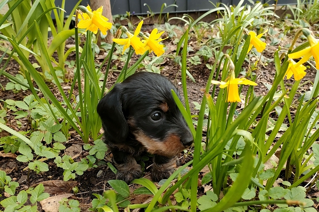 Juno