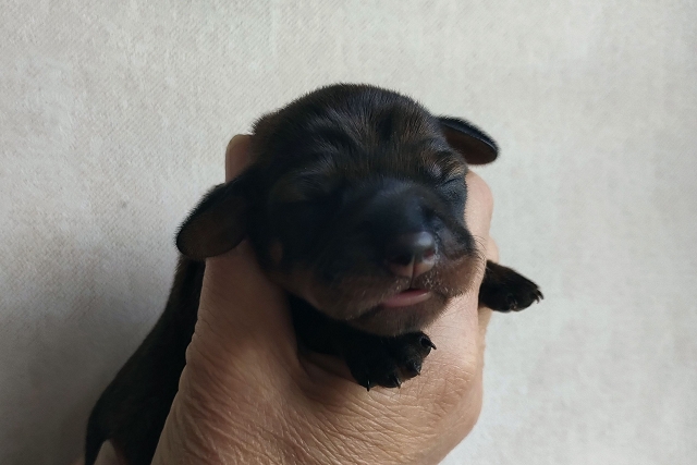 Vanja